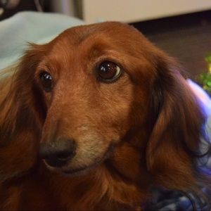 Meet your Posher, Sal